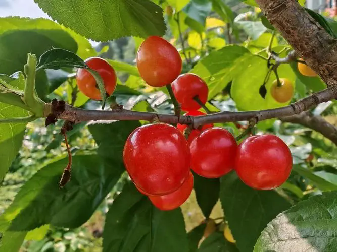 櫻桃成熟期落果怎么辦？櫻桃怎么防止落果?