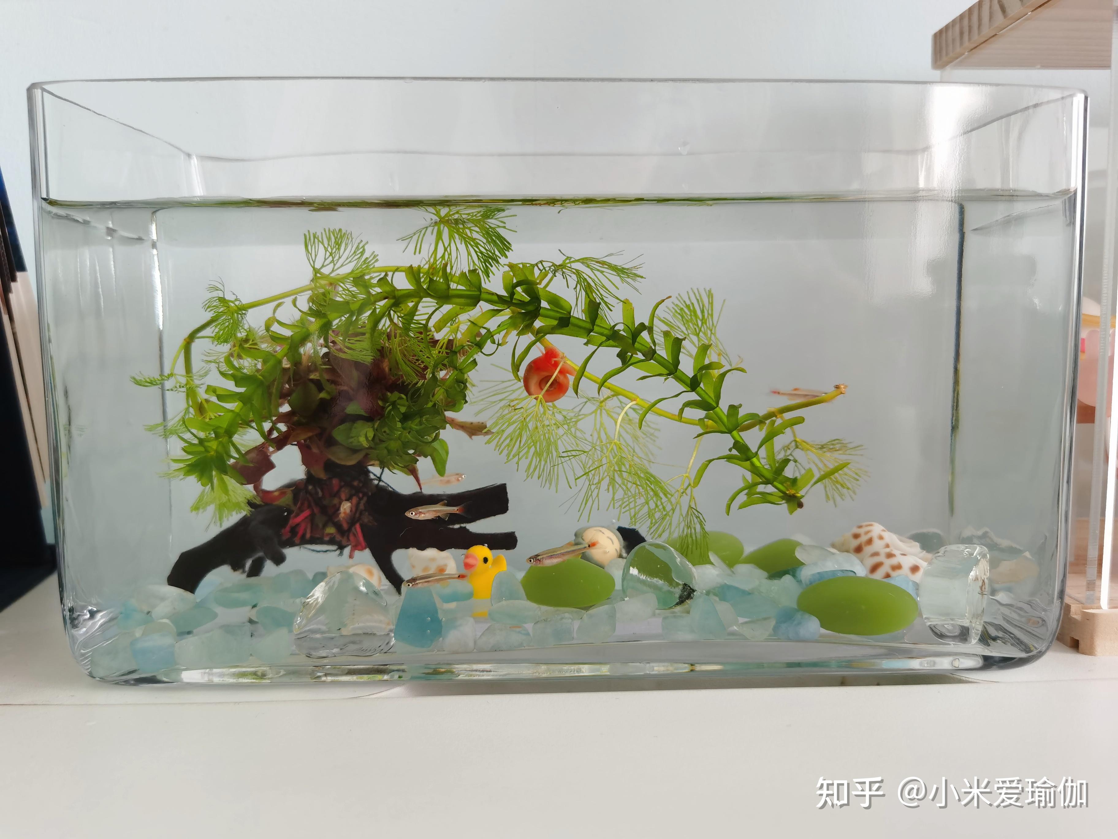 家里養觀賞魚可以活多久？什么時候換水？