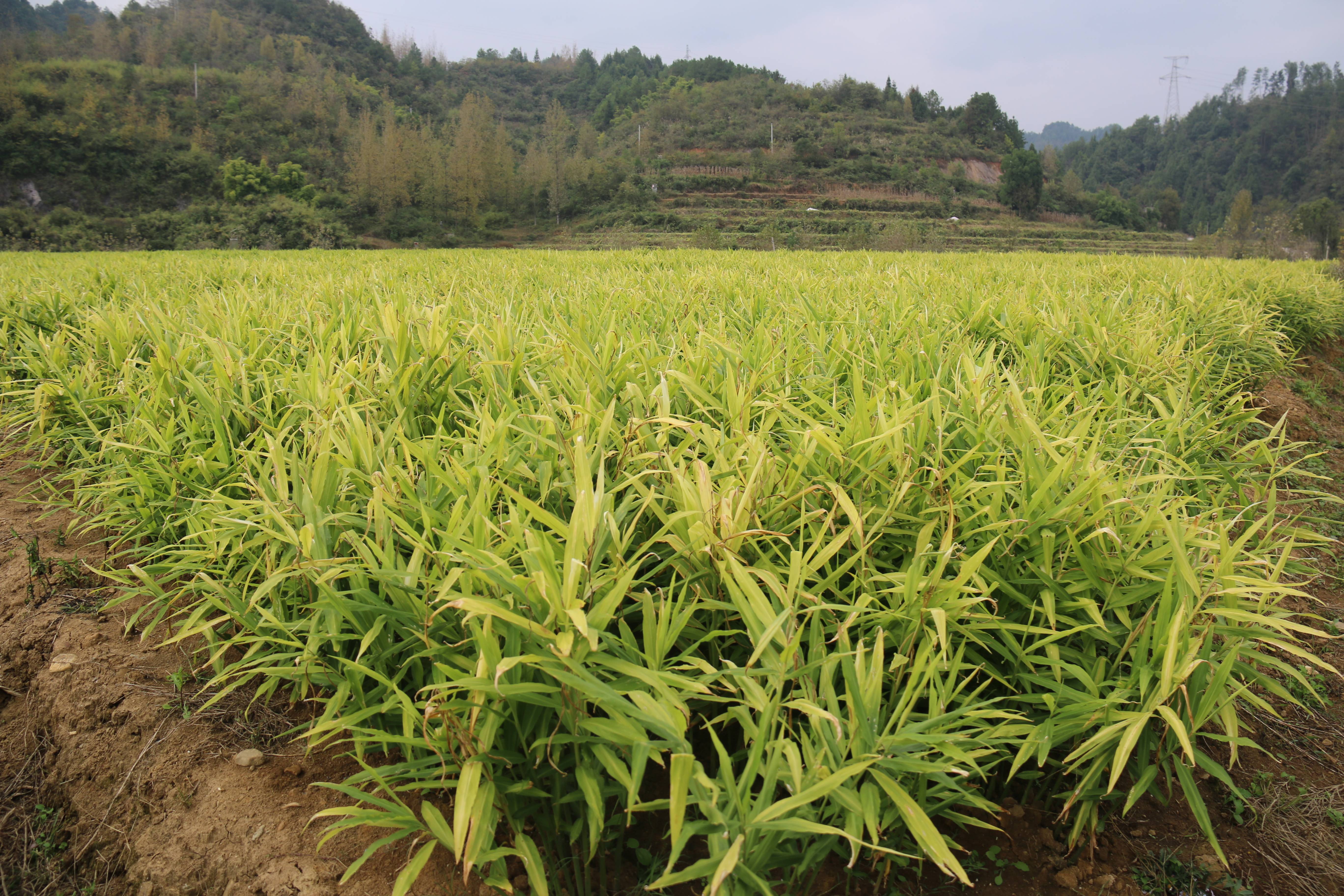 生姜種植知識(shí)-生姜增產(chǎn)技術(shù)措施有哪些？