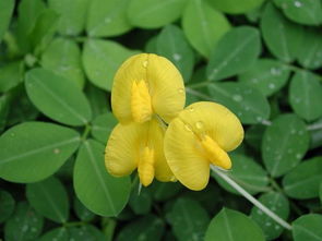 蝶形花科有哪些常見(jiàn)花卉？