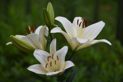 <strong>食用百合高產栽培技術與管理要點有哪些</strong>