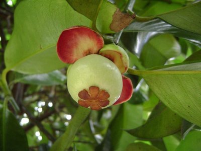 <strong>山竹種植技術(shù)和適宜氣候條件是什么</strong>