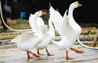 <b>蛋鵝養殖增產技術與蛋鵝養殖飼料配方</b>