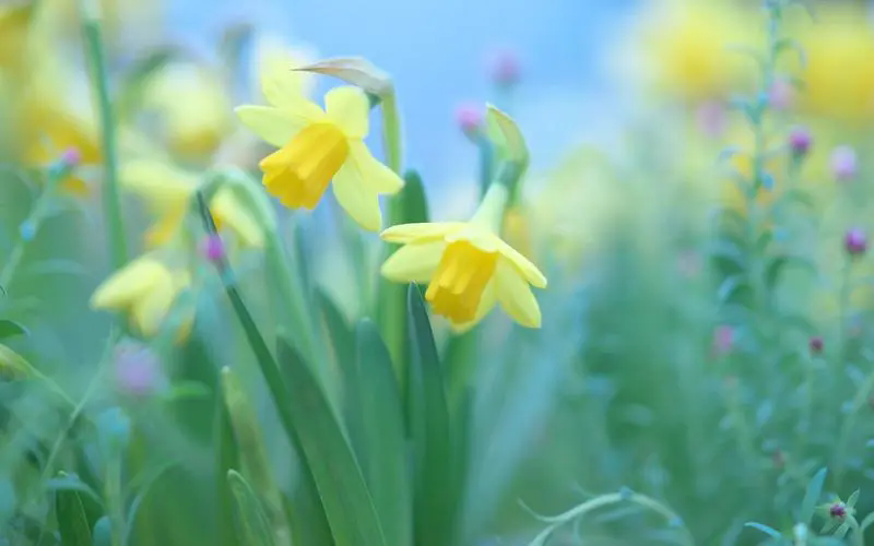 水仙花的花語寓意和唯美詩(shī)句欣賞