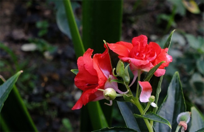 鳳仙花夏季養護方法和管理技巧