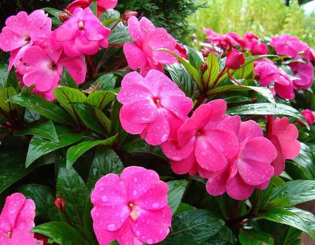 鳳仙花夏季養護方法和管理技巧