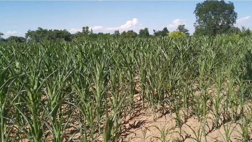 <strong>夏季高溫天氣對玉米種植有什么危害怎么預防減少損失</strong>