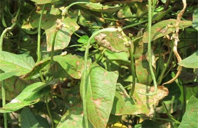 蔬菜種植時頻繁出現(xiàn)干邊現(xiàn)象什么原因及預(yù)防解決辦法