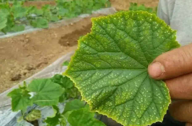 蔬菜種植時頻繁出現(xiàn)干邊現(xiàn)象什么原因及預(yù)防解決辦法