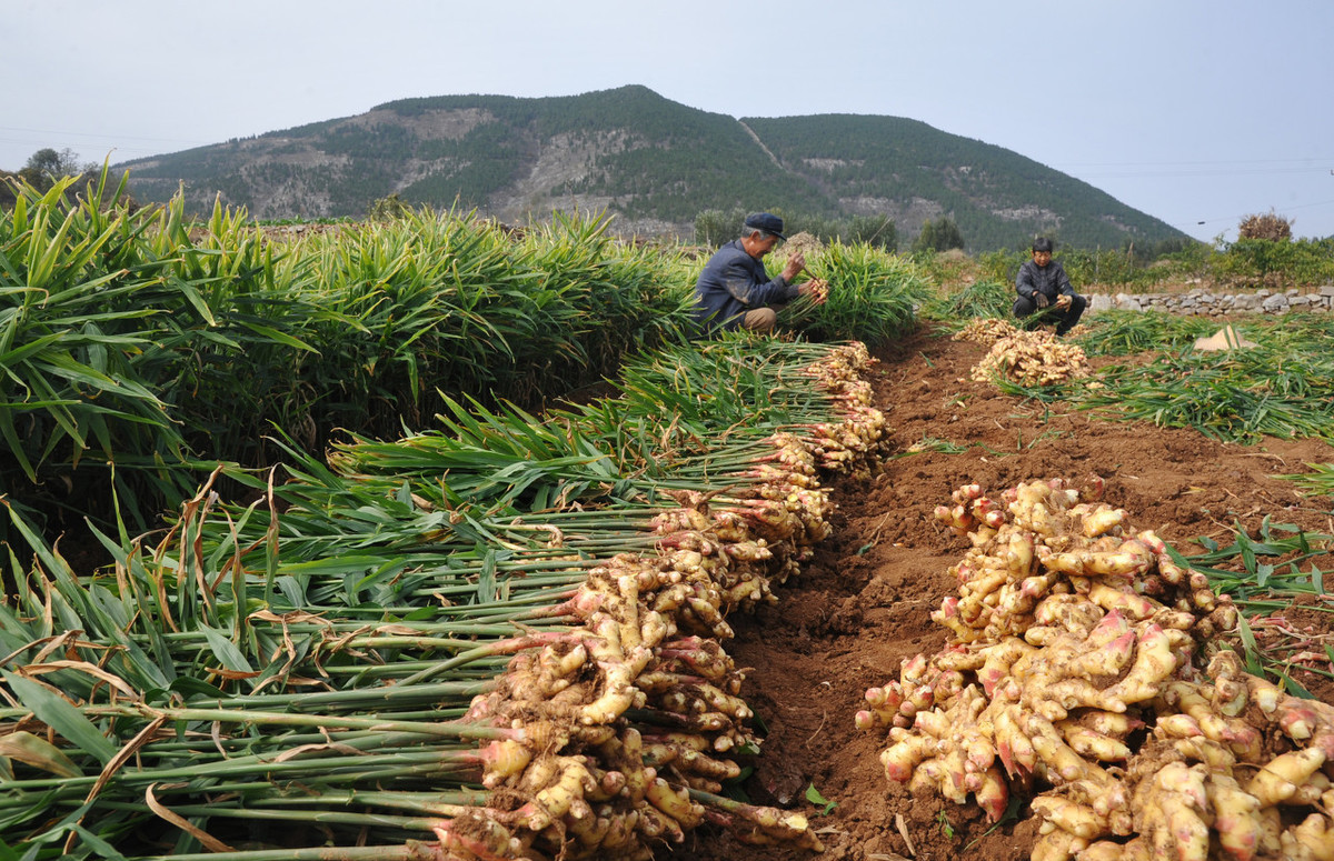 <strong>生姜種植技術(shù)方法和日常管理注意事項</strong>