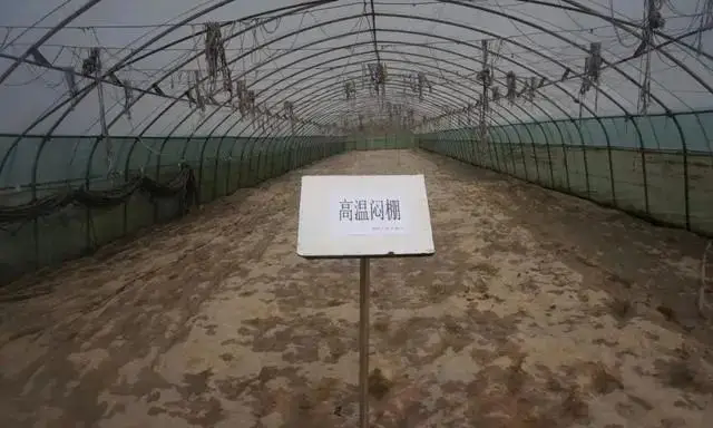 <strong>大棚種植最新高溫悶棚方法技術(shù)規(guī)范標準</strong>