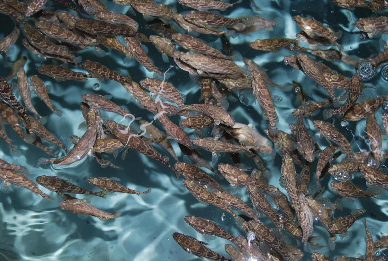 石斑魚養殖對飼料的營養要求有哪些