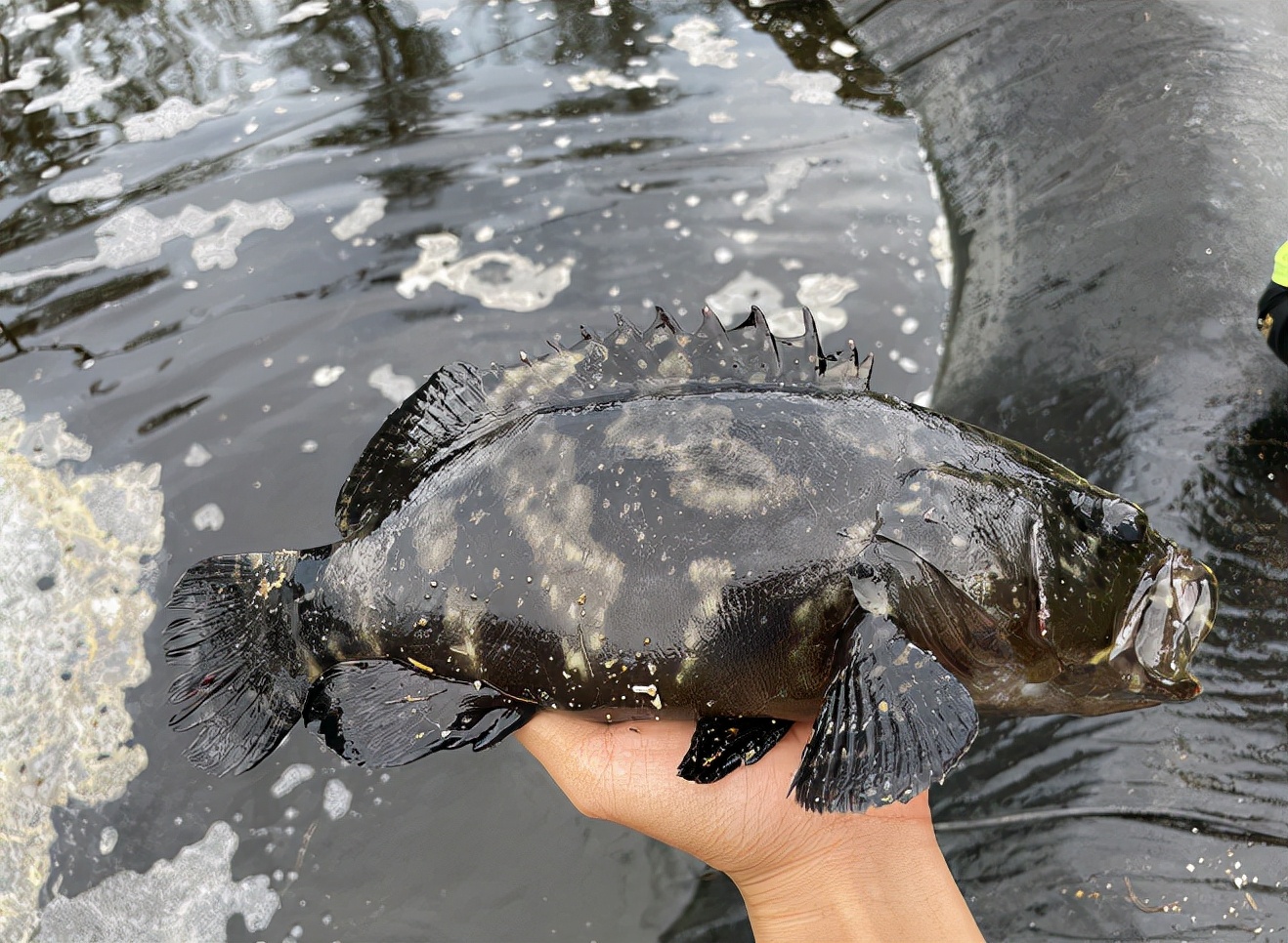 <strong>石斑魚(yú)養(yǎng)殖對(duì)飼料的營(yíng)養(yǎng)要求有哪些</strong>