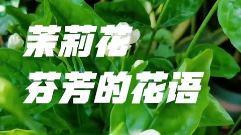 <strong>茉莉花的花語和盆栽茉莉花家庭養殖方法</strong>