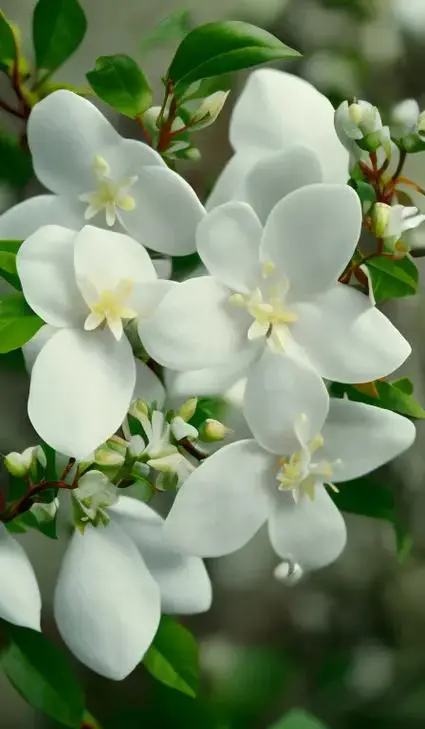 茉莉花的花語和盆栽茉莉花家庭養殖方法