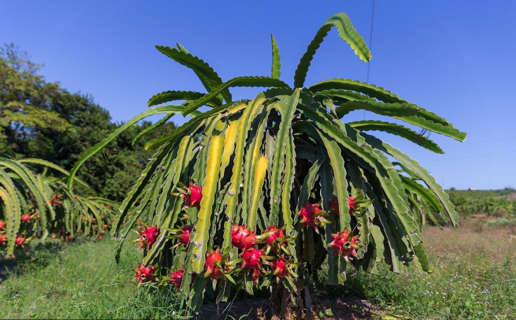 火龍果種植技巧之開花發(fā)黃掉落什么原因