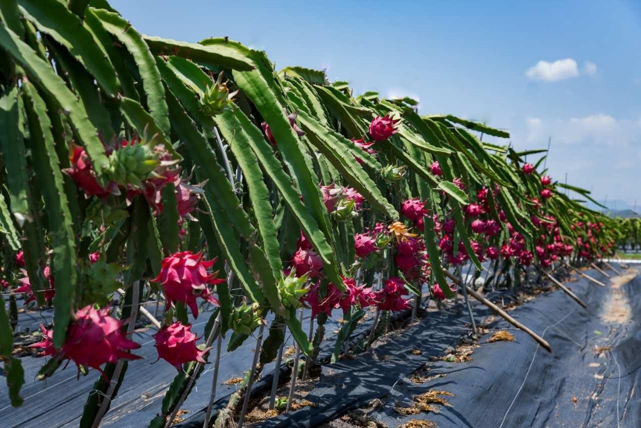 火龍果種植技巧之開花發(fā)黃掉落什么原因