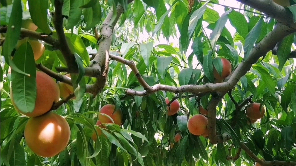 水蜜桃種植秘籍：揭秘最佳種植條件與區域