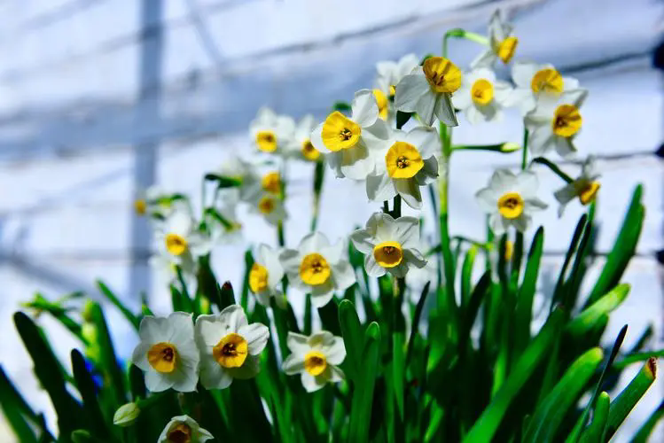 水仙花開花時間及養殖全攻略