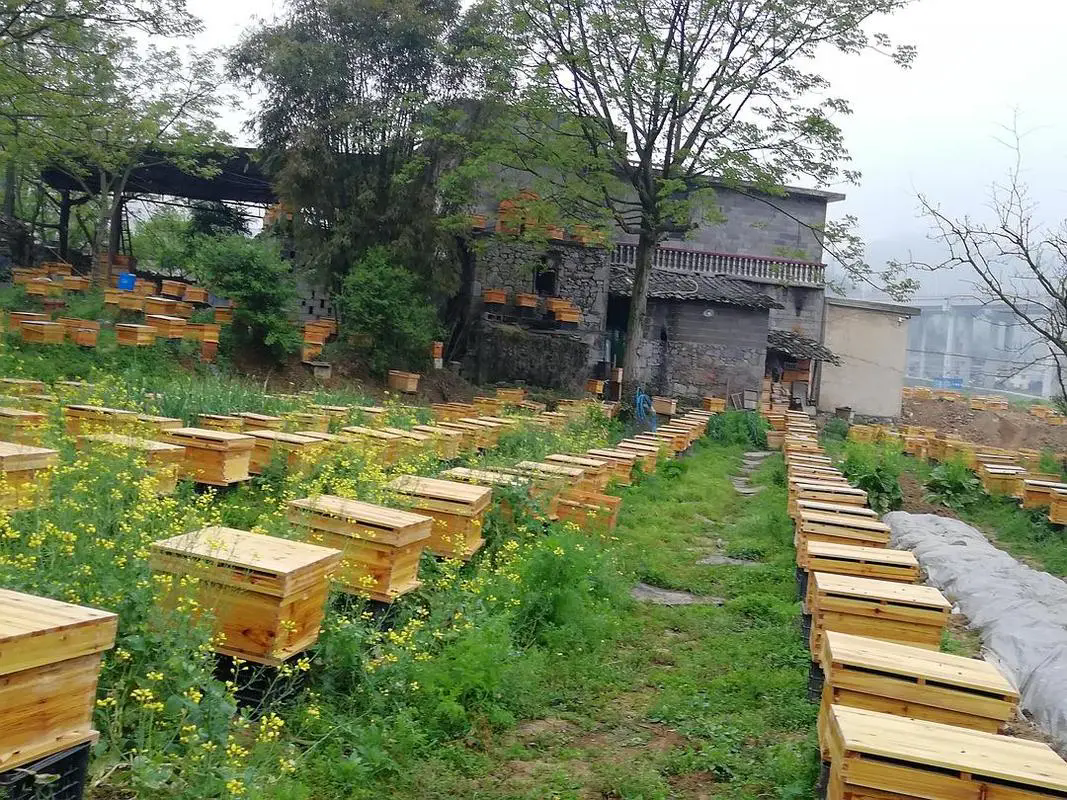 蜜蜂養殖秘籍大公開！讓你輕松成為“甜蜜”的養蜂人