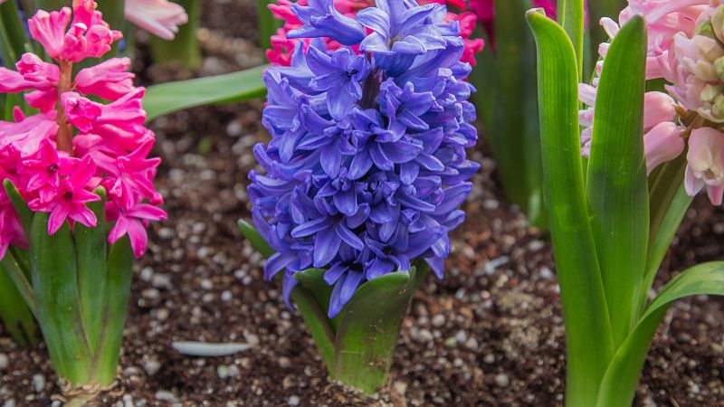 風(fēng)信子種植時間及方法，輕松打造美麗花園！