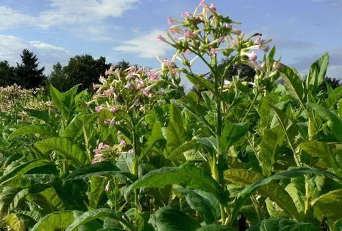 花煙草與煙草同名不同命，它的開花日期又是什么時候？