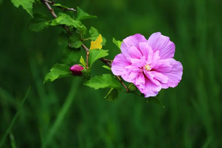 <b>木槿花-夏日絢爛之花與花期食用價值！</b>