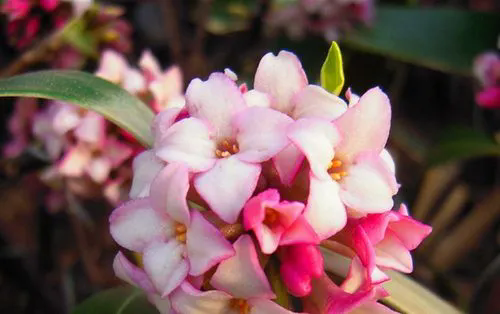 <strong>香草傳奇瑞香，揭秘其植物特征與健康益處！</strong>