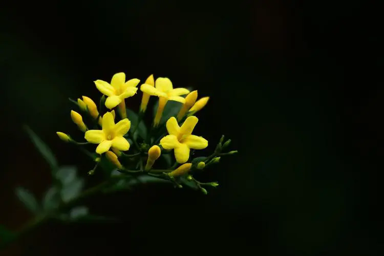 <b>春日使者探春花與迎春花區別與養護指南！</b>