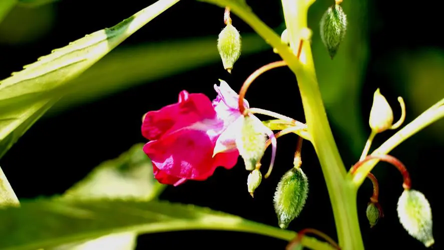 色彩斑斕的鳳仙花及其毒性與花期介紹！