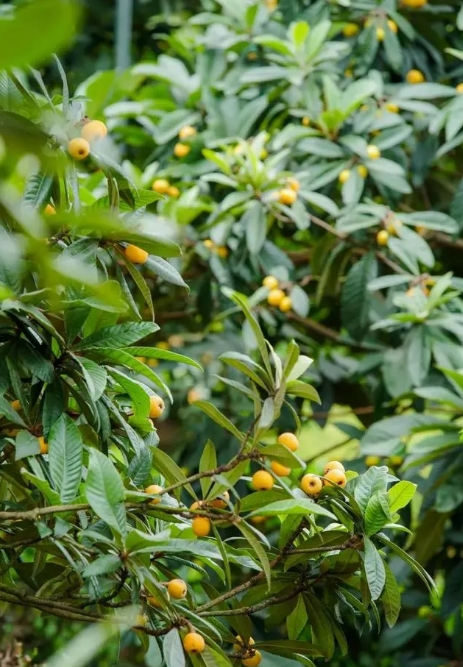 舌尖上的日歷，甜蜜枇杷成熟時間揭秘