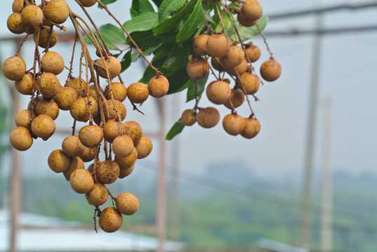 <strong>水果偵探，桂圓與龍眼身份揭秘筆記</strong>