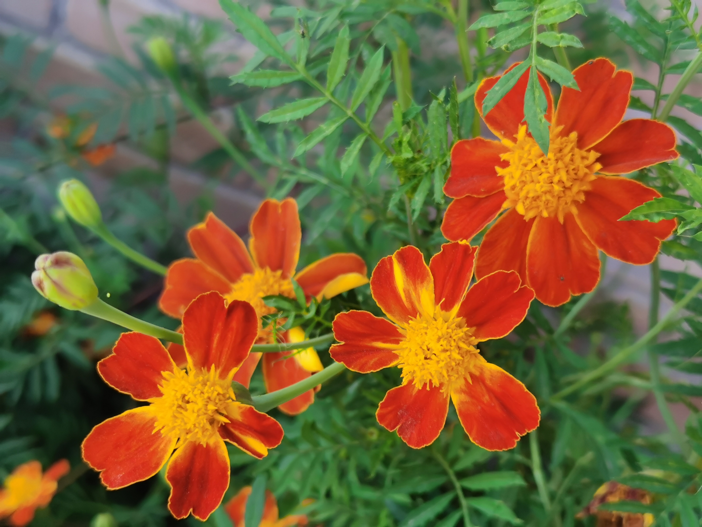 孔雀草的花語探秘，那些藏在花瓣間的秘密話語