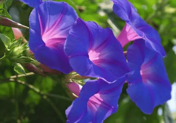 <b>牽牛花室內養殖記，讓每一朵花都講述家的故事！</b>