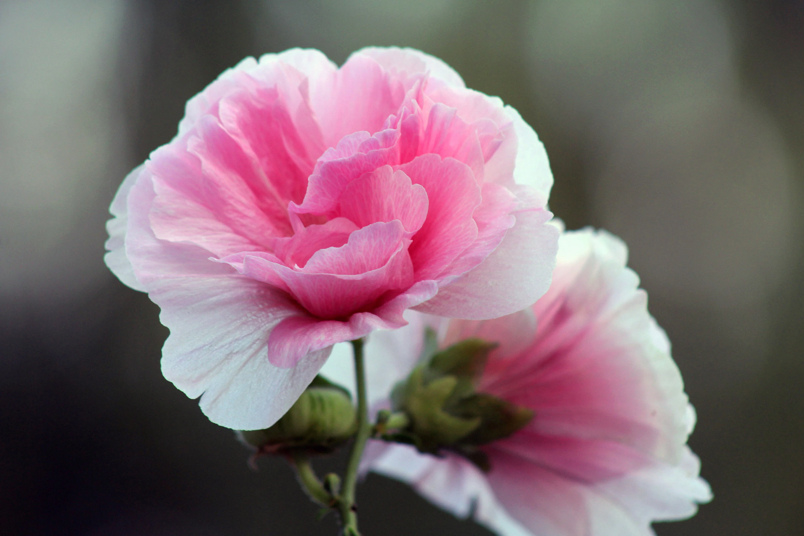 <strong>芙蓉花水培，如何打造清新雅致的家居景觀？</strong>