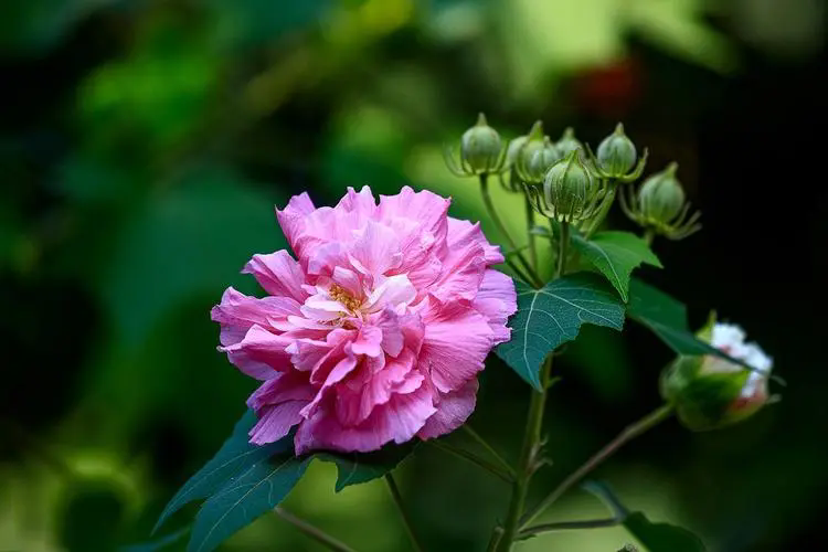 芙蓉花水培，如何打造清新雅致的家居景觀？