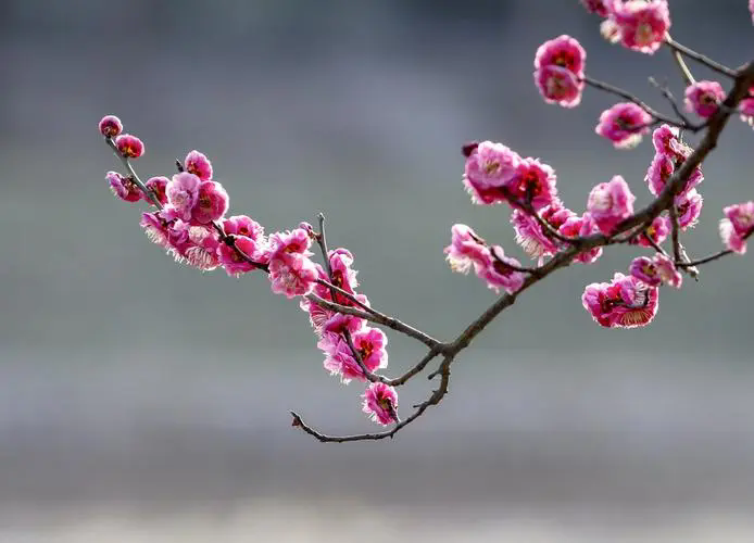 <b>探尋梅花經典品種，解鎖冬日里的芬芳傳奇（附各品種圖片）</b>