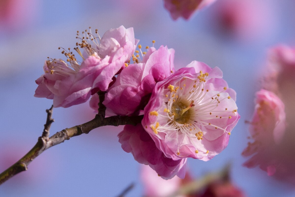 探尋梅花經典品種，解鎖冬日里的芬芳傳奇（附各品種圖片）