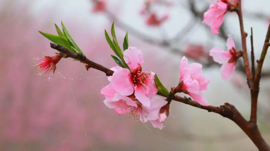 <b>三月桃花春光，何時(shí)何地遇見最美的桃花盛開美景</b>