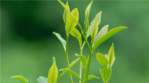 <strong>陽臺茶藝，一文掌握適合陽臺種植的茶葉品種與管理技巧！</strong>