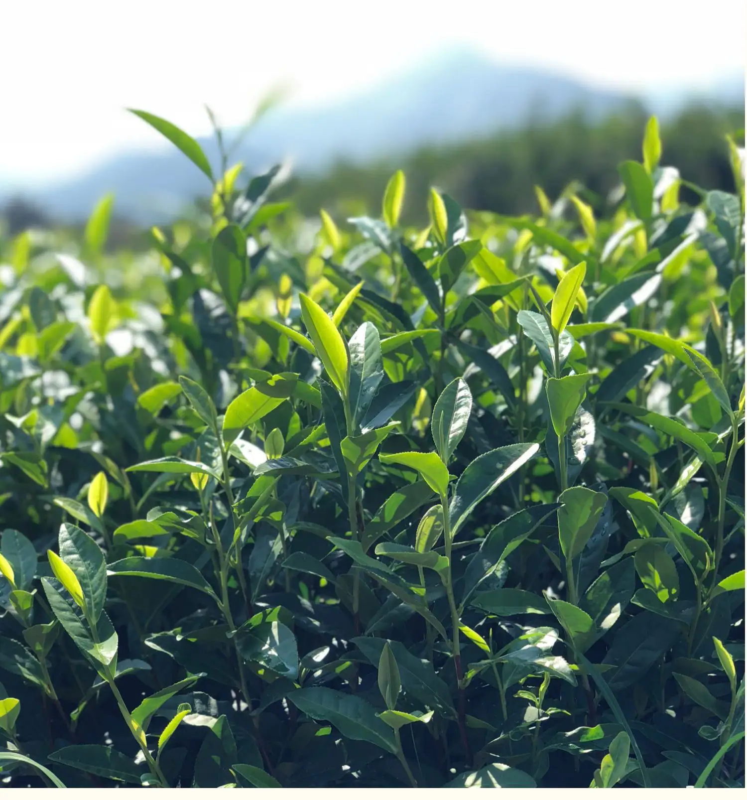 陽臺茶藝，一文掌握適合陽臺種植的茶葉品種與管理技巧！