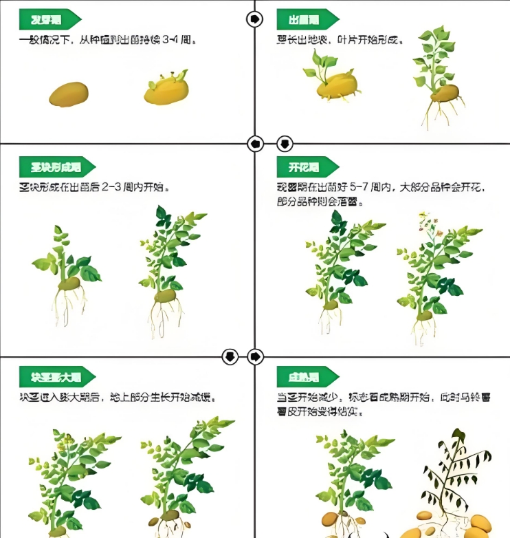 土豆種植秘籍-春種秋收，精準掌握黃金時間與技巧！