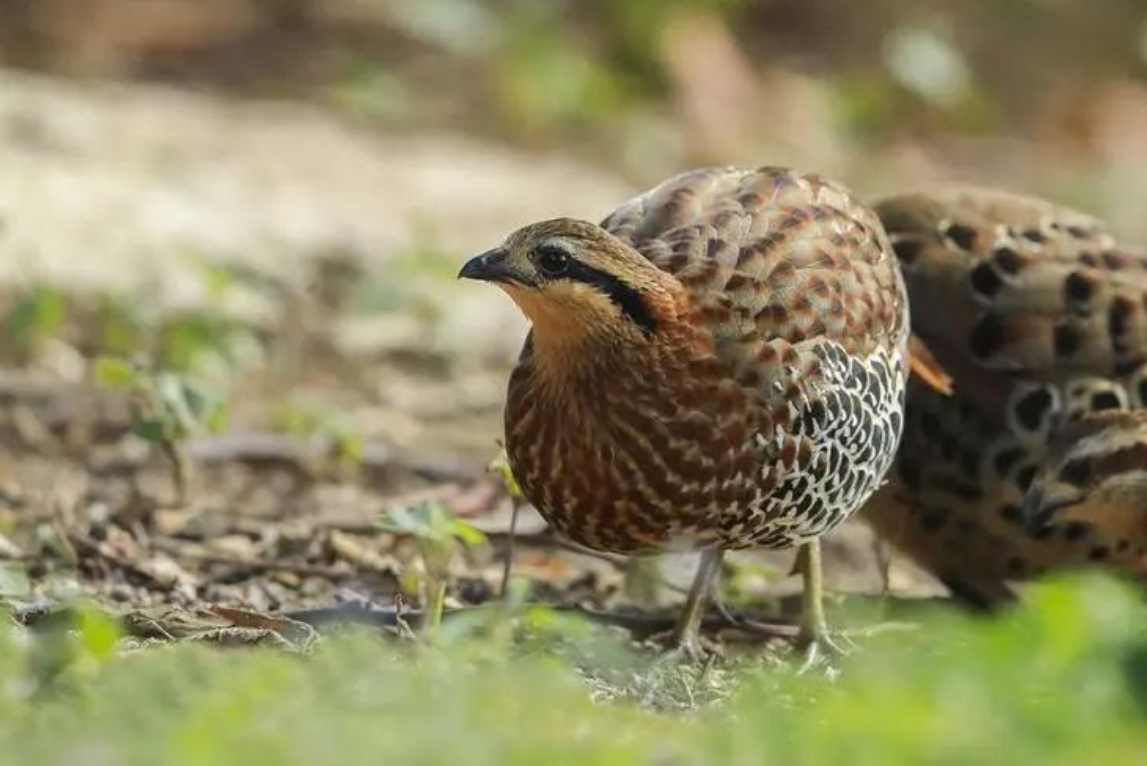 <strong>竹雞：非雞亦非鳥，揭秘竹雞的獨特習性與生態養殖技巧</strong>