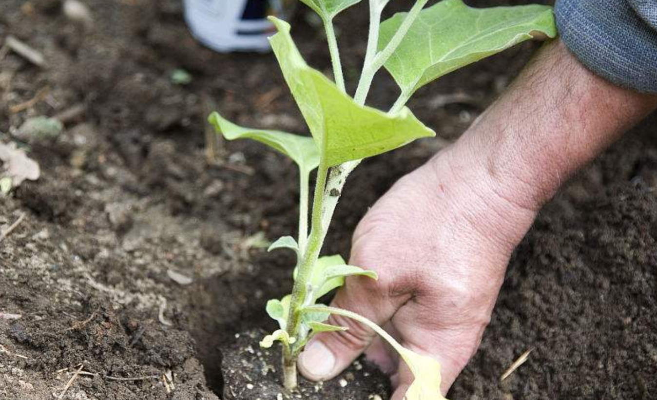 <strong>揭秘茄子定植前禁水奧秘：確保高產健康的種植秘訣</strong>