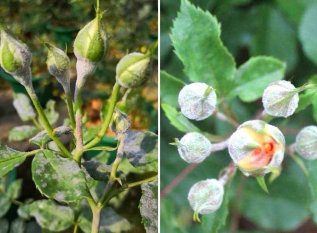 <b>月季花：病蟲害防御戰(zhàn)，從預防到治療，守護每一朵綻放</b>