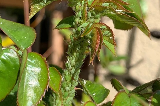 月季花：病蟲害防御戰，從預防到治療，守護每一朵綻放