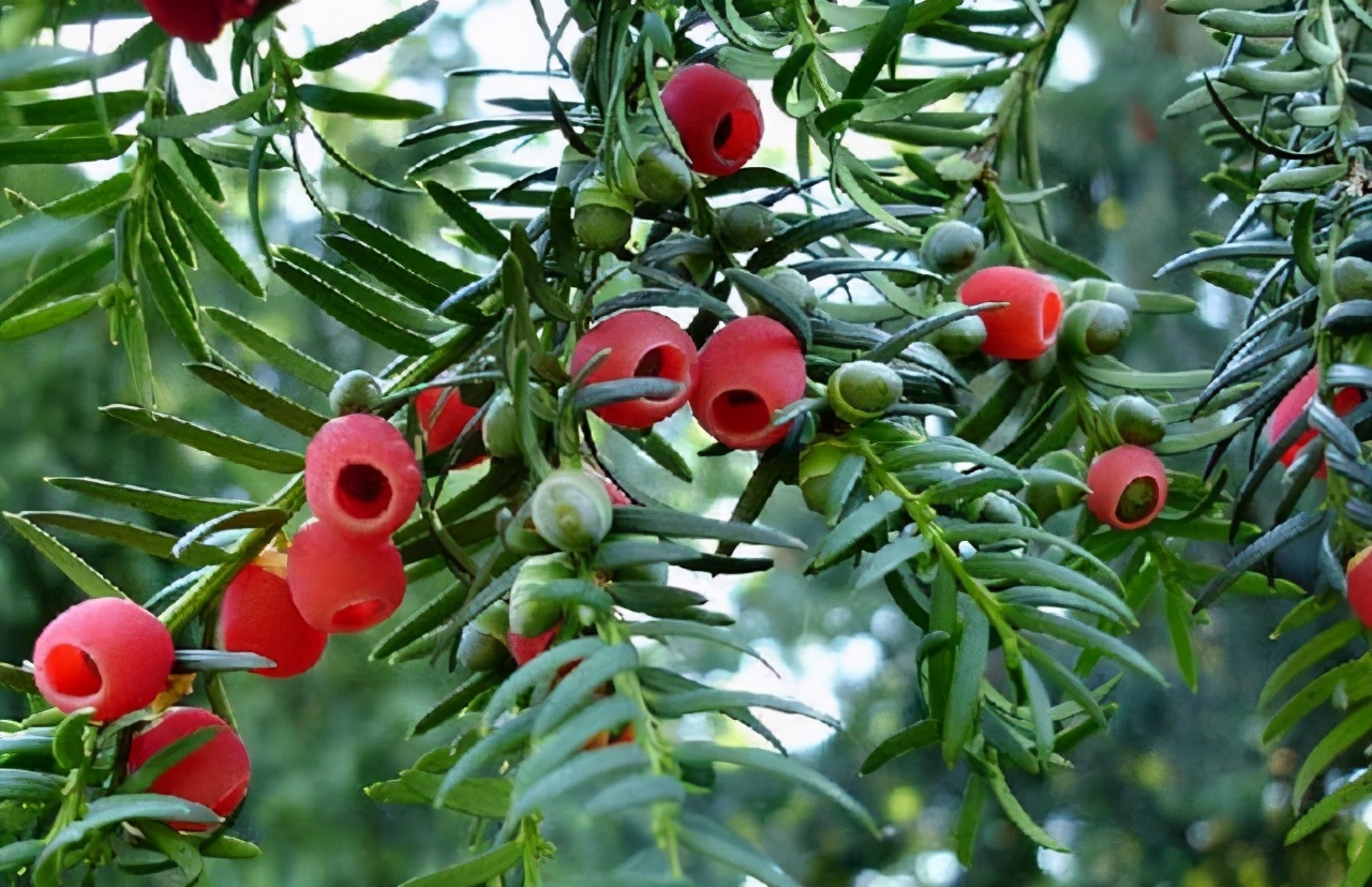 <b>珍稀植物保護紅豆杉：國家一級保護植物的生態價值</b>