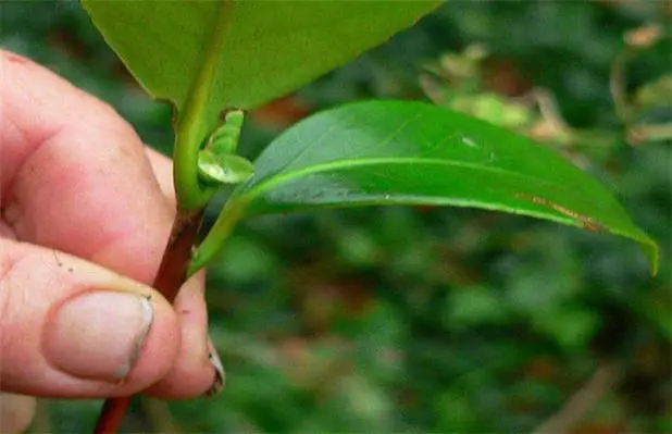 <strong>茶梅扦插全教程-綠葉新生，枝條魔法，實現(xiàn)茶梅扦插繁衍之美！</strong>