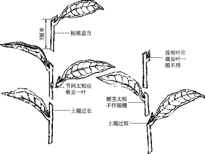 茶梅扦插全教程-綠葉新生，枝條魔法，實現(xiàn)茶梅扦插繁衍之美！