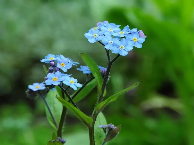 勿忘我鮮花養(yǎng)護(hù)-水潤心田，記憶永恒，揭秘鮮花保鮮的水養(yǎng)秘籍與文化寓意！